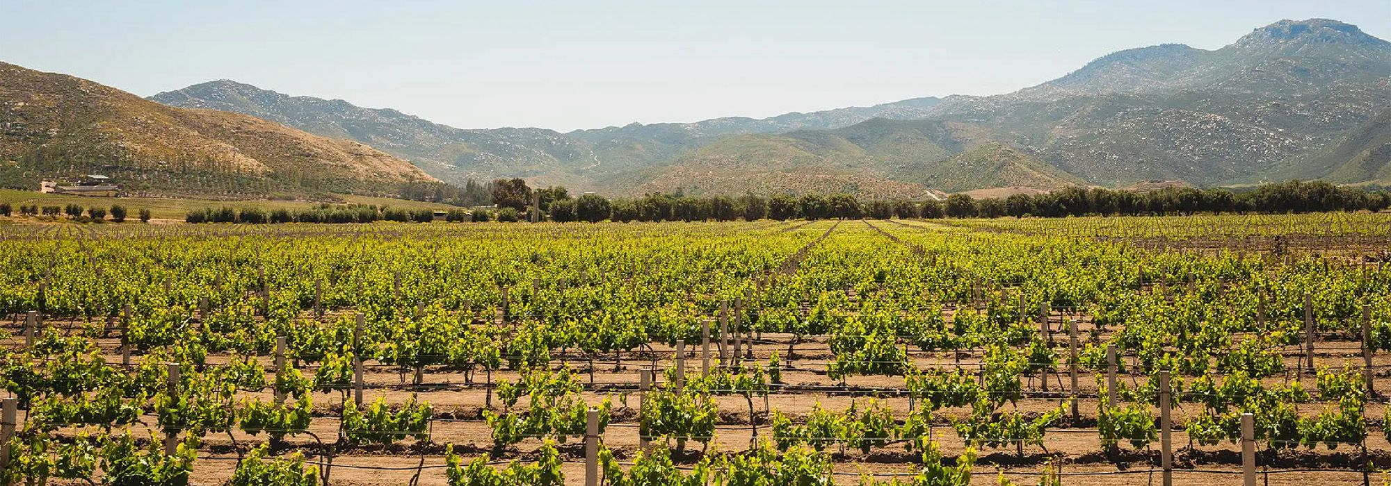 vineyards